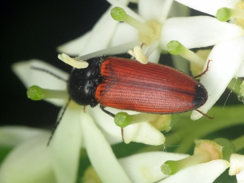 Ampedus (Ampedus) apicalis (Reitter, 1889)